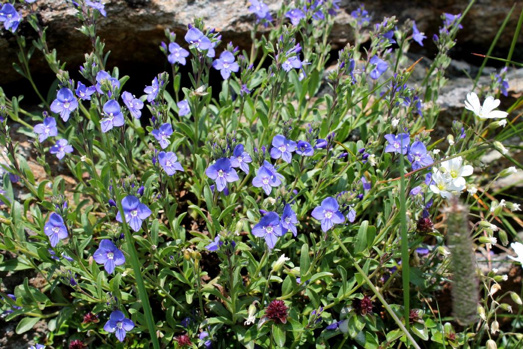 Veronica fruticans